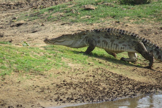 Super Luxury Jeep Safari at Yala National Park - What happens if you do not see a leopard?