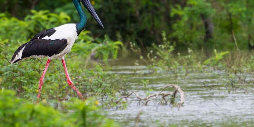 Tangalle/Hiriketiya/Mirissa/Galle: Ella Transfer & Yala Tour - What the $12 price really means