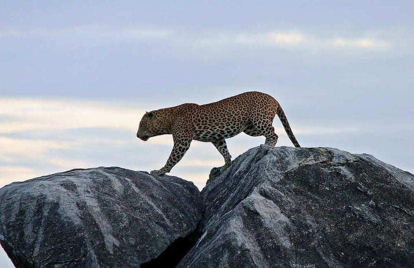Tangalle/Hiriketiya/Mirissa: Shuttle to Ella and Yala Safari - What the $11 price really covers
