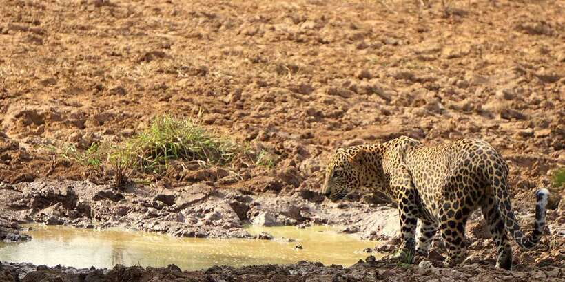 Tangalle/Hiriketiya: Udawalawa Safari & Elephant Transit Hom - Should you book it?