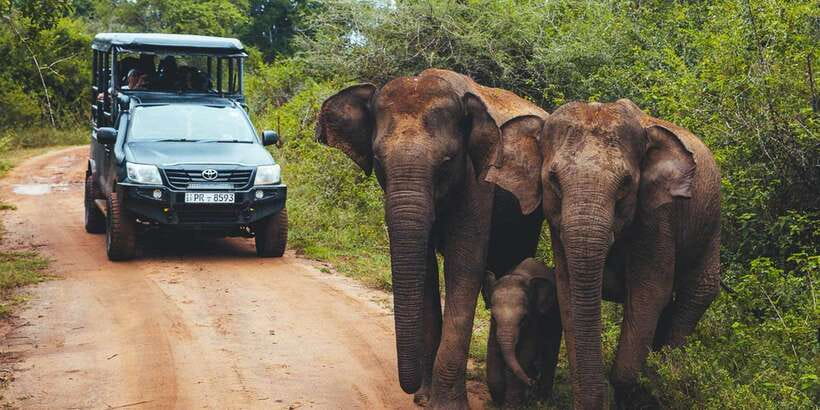 Tangalle/Hiriketiya: Udawalawa Safari & Elephant Transit Hom - The real draw: elephants at Udawalawe National Park