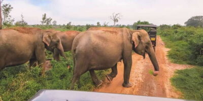 Tangalle/Hiriketiya: Udawalawa Safari & Elephant Transit Hom