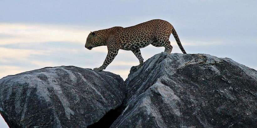 Tangalle/Hiriketiya: Udawalawa Safari & Elephant Transit Hom - Who will enjoy this safari most?