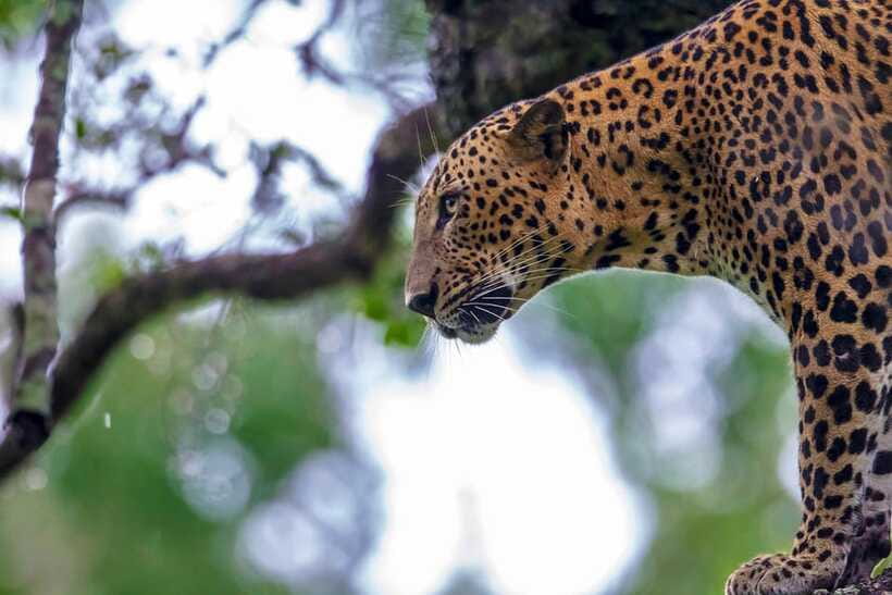 Tangalle/Hiriketiya: Yala National Park Safari in a 4x4 - Who will enjoy this Yala safari?