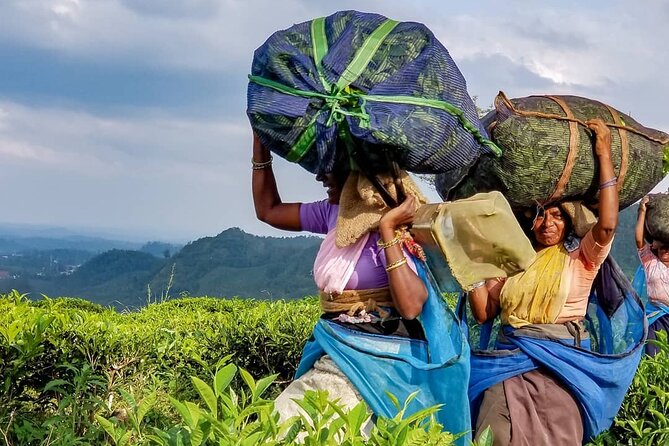 Tea Fields & Factory Tour - Meeting the pluckers and visiting their village
