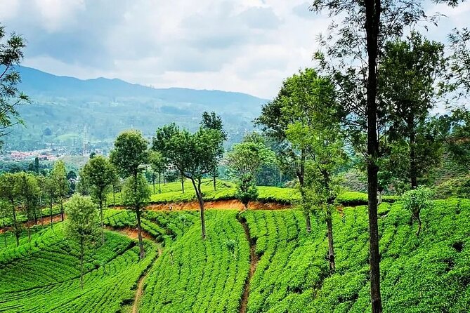 Tea Fields & Factory Tour - Seeing the factory process step by step