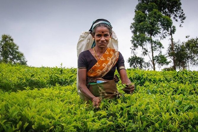Tea Fields & Factory Tour - Who should book this experience