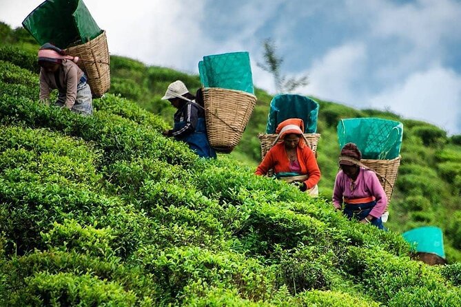 Tea Fields & Factory Tour - Walking through the tea fields