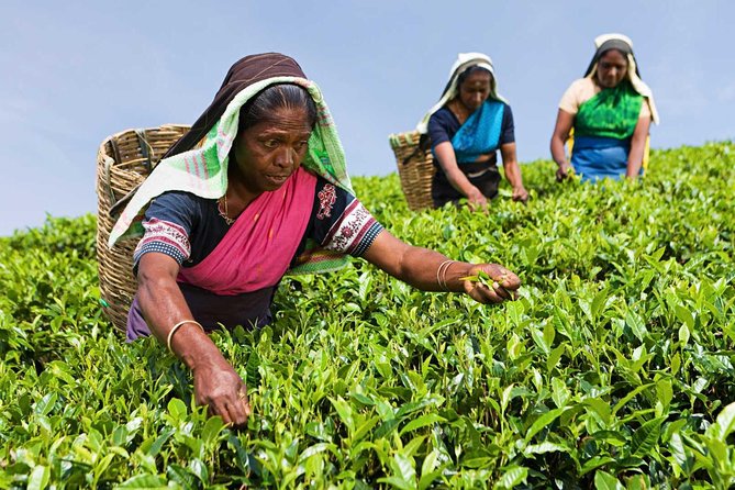 Tea Plucking and Tea Factory Visit from Nuwara Eliya. - Key points to know before booking