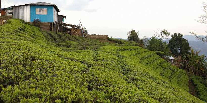 Tea Plucking and Tea Factory: Visit from Nuwara Eliya - Booking Details and Practical Value