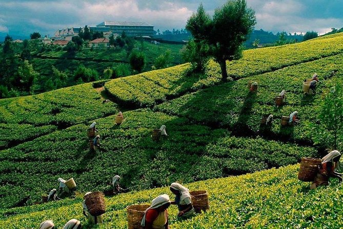 Tea Plucking and Tea Factory Visit from Nuwara Eliya. - Picking tea leaves at Pedro Estate