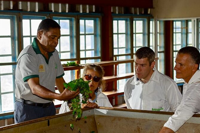 Tea Plucking and Tea Factory Visit from Nuwara Eliya. - Timing, weather, and what to bring