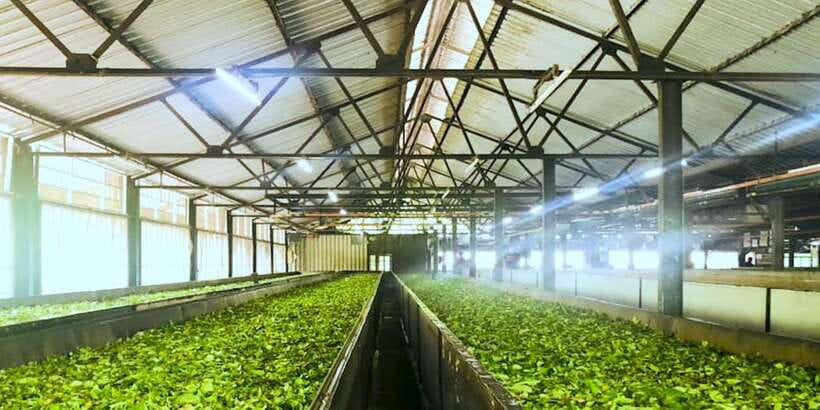 Tea Plucking and Tea Factory: Visit from Nuwara Eliya - Scenic Stops in the Central Highlands
