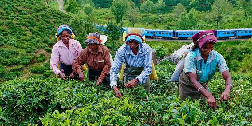 Tea Plucking and Tea Factory: Visit from Nuwara Eliya - What the Private Format Changes