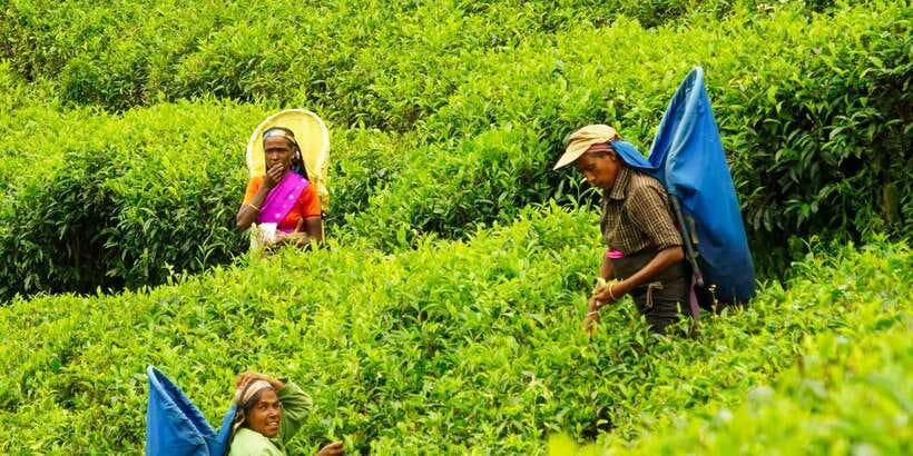 Tea Plucking and Tea Factory: Visit from Nuwara Eliya - Who Will Enjoy This Most