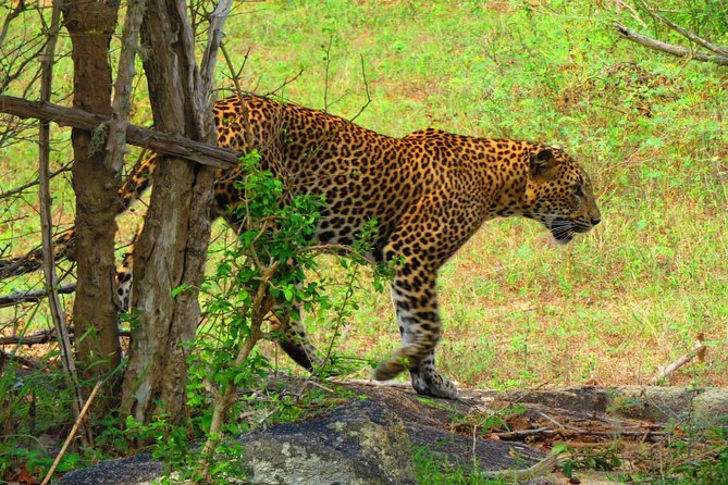 The Most Recommended Round Tour in Sri Lanka - Ravana Falls and Yala add a wildlife test