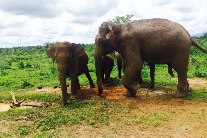 The Most Recommended Round Tour in Sri Lanka - Tangalle, Mirissa, and Coconut Tree Hill slow the pace