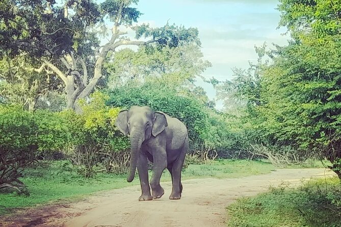 Tours and Transportation in Sri Lanka - Culture, nature, safari, and beach time