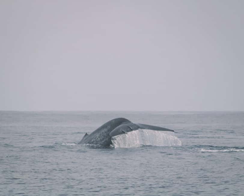 Trincomalee: Dolphin & Whale Watching Boat Tour - Before sunrise at Nilaveli Beach