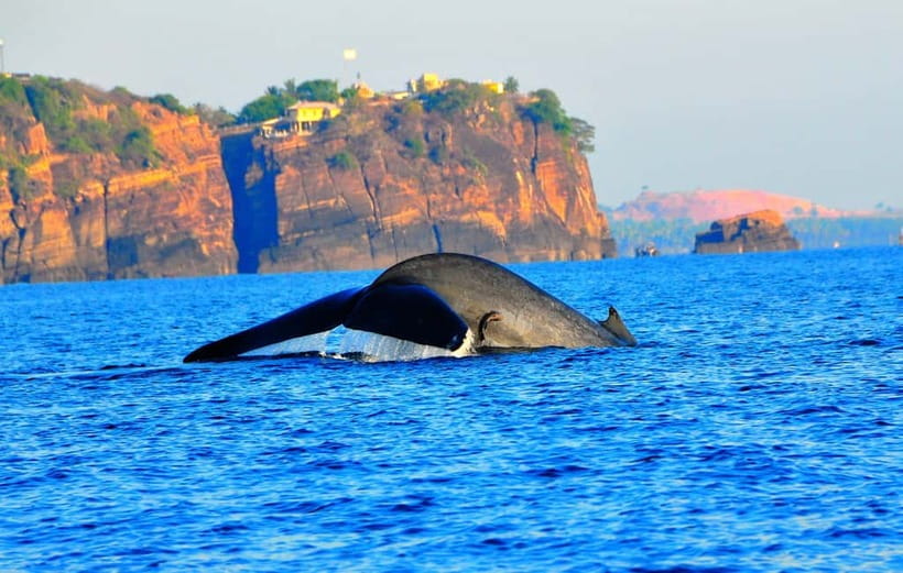 Trincomalee: Dolphin & Whale Watching Boat Tour - What the dolphin sightings are really like