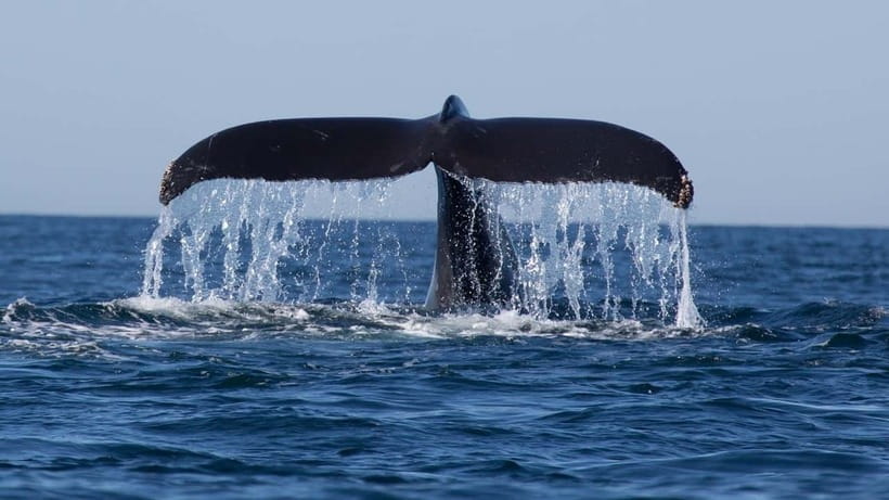 Trincomalee: Whale & Dolphin Safari Tour with Expert Guides - An early start from Trincomalee harbor