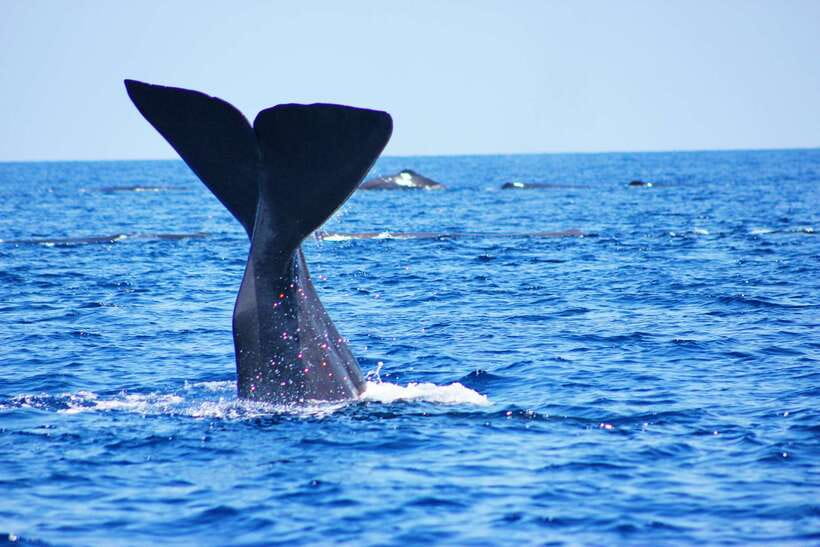 Trincomalee: Whale & Dolphin Safari Tour with Expert Guides - The ride out to open water