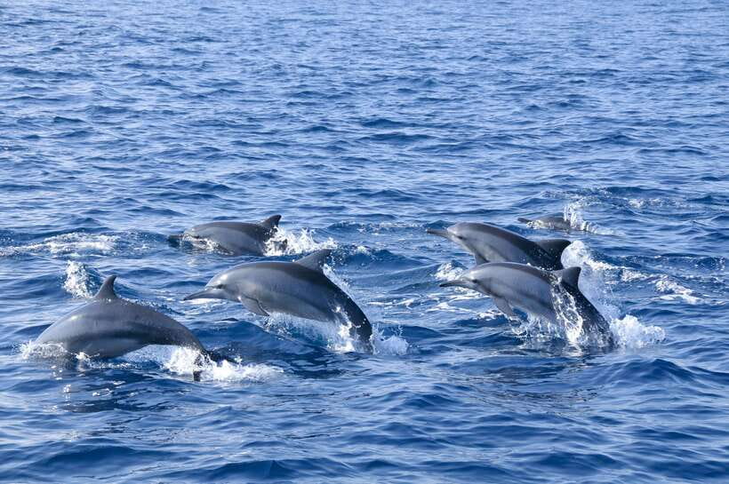 Trincomalee: Whale & Dolphin Safari Tour with Expert Guides - The real prize: blue whales and fin whales