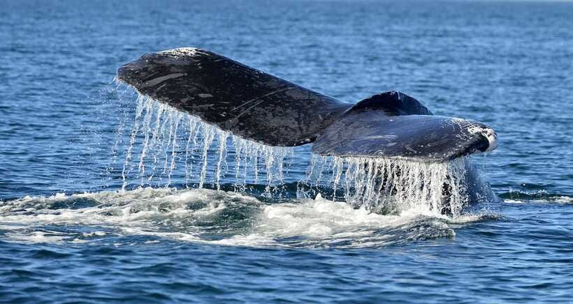 Trincomalee: Whale & Dolphin Safari Tour with Expert Guides - Is $71 a fair price?
