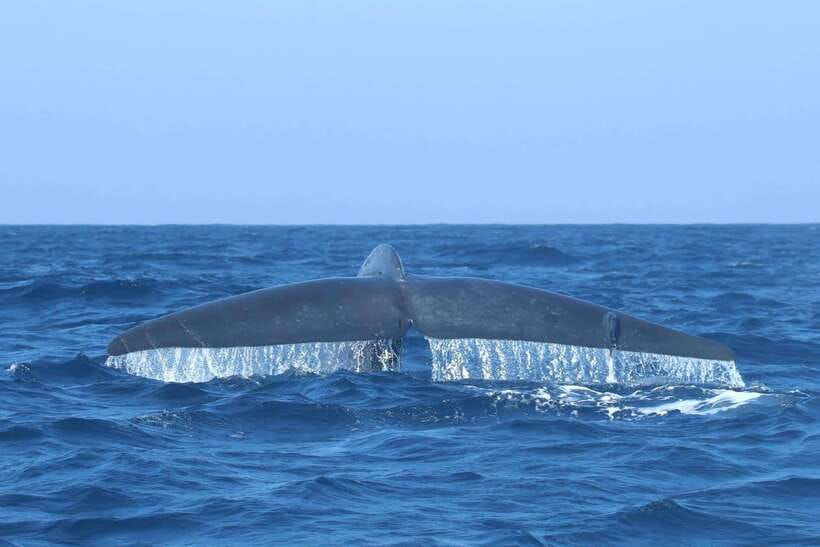 Trincomalee: Whale & Dolphin Safari Tour with Expert Guides - Who will enjoy this safari most?