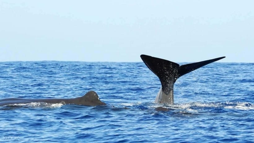 Trincomalee: Whale & Dolphin Safari Tour with Expert Guides - My verdict on the Trincomalee whale and dolphin safari