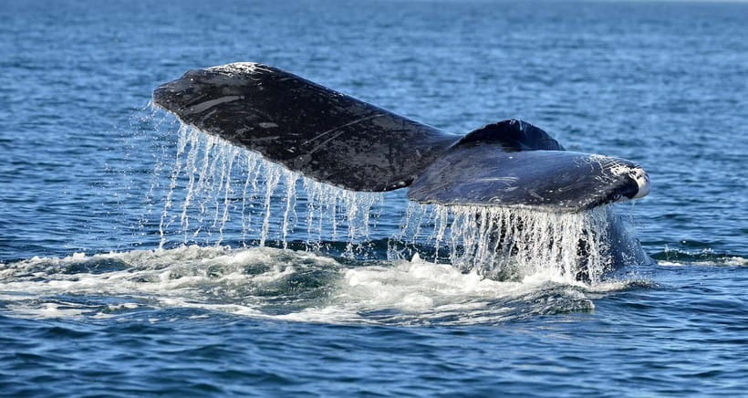 Trincomalee: Whale & Dolphin Safari Tour with Expert Guides - Looking for spinner dolphins and other marine life