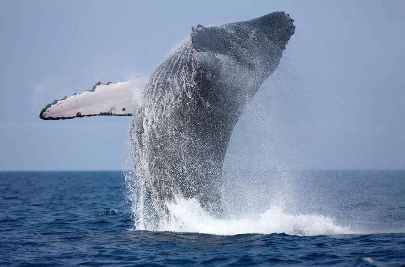 Trincomalee : Whale & dolphin watching +pigeon island tour - Two sea experiences in one Trincomalee outing