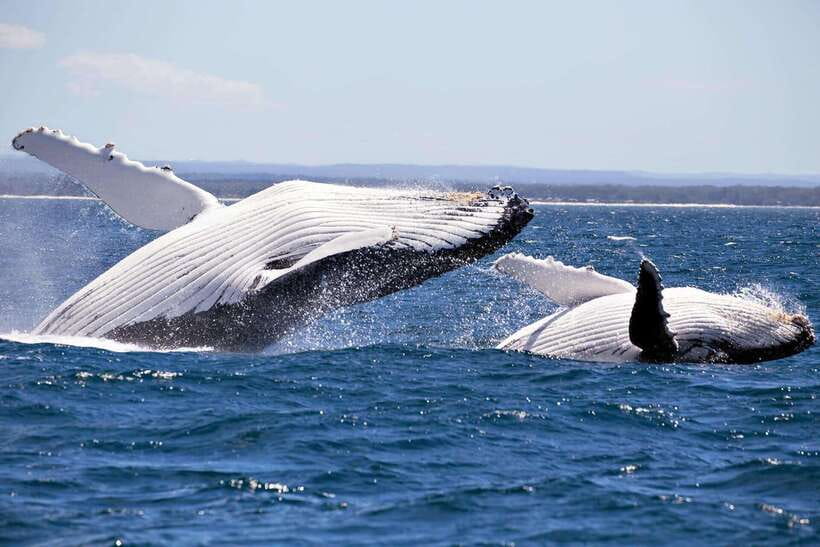 Trincomalee : Whale & dolphin watching +pigeon island tour - Hotel pickup and the first boat transfer