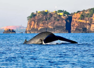 Whales Watching and Navy Island Snorkeling Tour