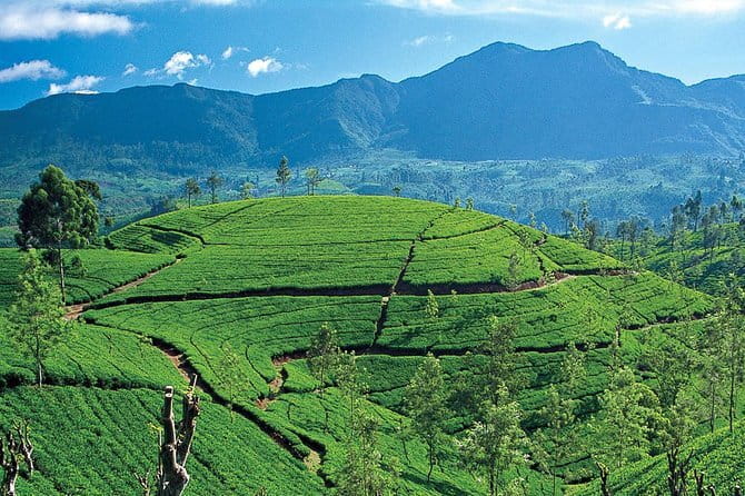 Tuk tuk colombo Sightseeing tour - Tea, Food, and Everyday Colombo