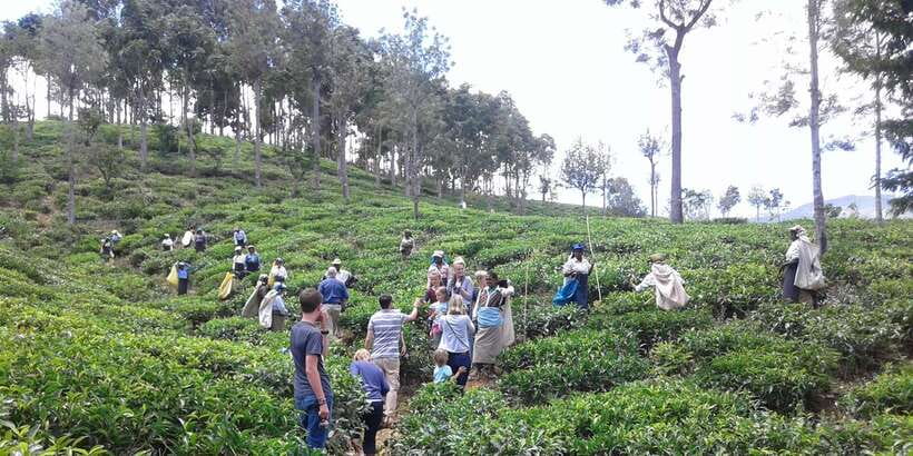 Tuk-Tuk Safari Liptons seat,Tea Fields Hike,TeaFactory Tour - Reaching Lipton Seat and its wide view