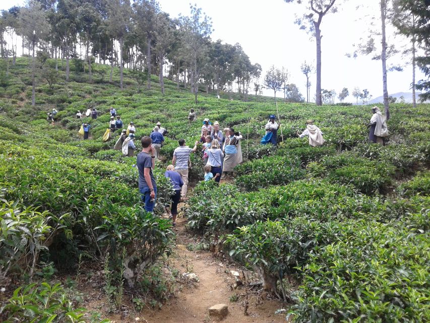 Tuk-Tuk Safari Liptons seat,Tea Fields Hike,TeaFactory Tour - A picnic among the hills