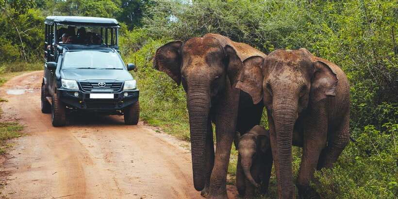 Udawalawa National Park: All-Inclusive Private Day Tour - Key points to know before booking