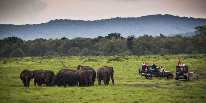 Udawalawa National Park: All-Inclusive Private Day Tour - Morning or afternoon: choosing your safari time