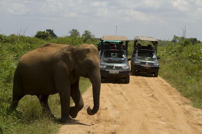 UDAWALAWA National Park ALL INCLUSIVE Tour with PICK UP INCLUDED - What happens inside Udawalawe National Park