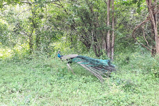 Udawalawa National Park Day Tour - Should you book the Udawalawe day tour?