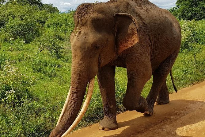 Udawalawa National Park half day Safari - Is $85 good value from Galle?