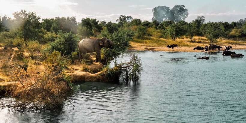 Udawalawa National Park: Private Safari - Key points at a glance