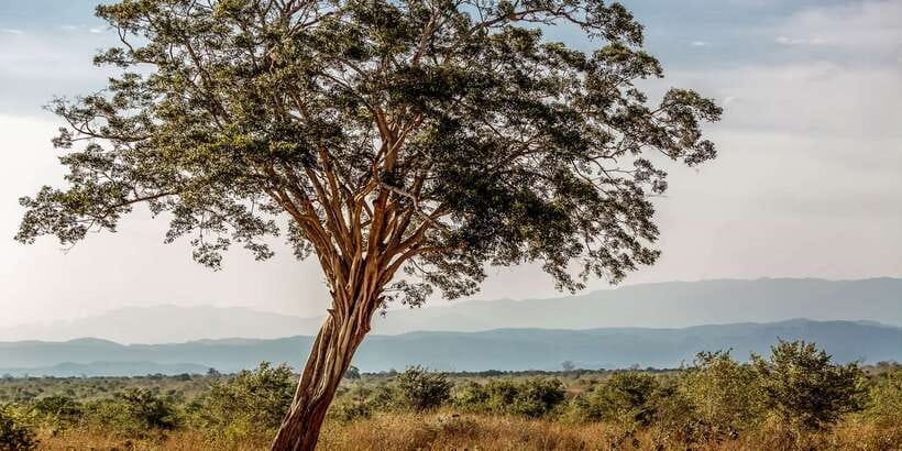Udawalawa National Park: Private Safari - Who should book this safari?
