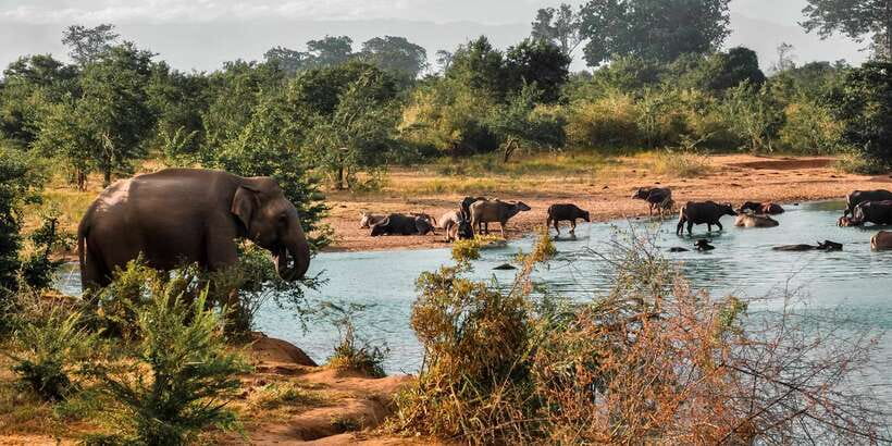 Udawalawa National Park: Private Safari - Why Udawalawe is about more than elephants