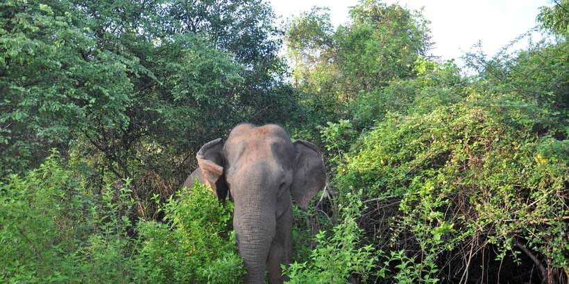 Udawalawa National Park: Private Safari - Is $25 a good value?