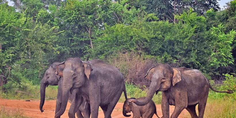 Udawalawa National Park: Private Safari - Morning or afternoon?