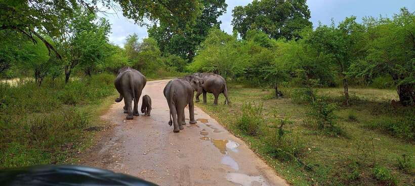 Udawalawa National Park Safari & Elephant Transit Home Tour - Key points at a glance