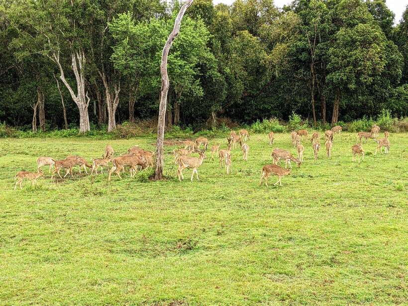 Udawalawa National Park Safari & Elephant Transit Home Tour - Is this Udawalawe tour worth booking?