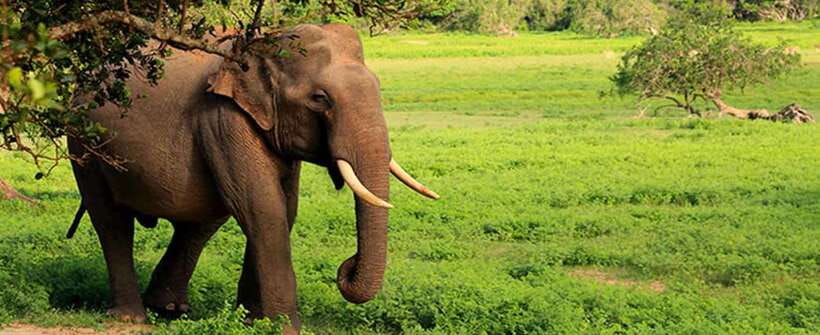 Udawalawa National Park Safari Tour with Experienced Guides - The elephant encounters that define the outing